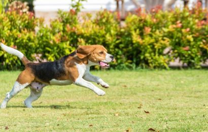 Keep Your Dog Perfectly Safe With An Invisible Fence