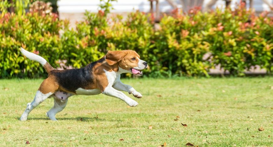 Keep Your Dog Perfectly Safe With An Invisible Fence