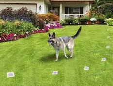 Keep Your Dog Perfectly Safe With An Invisible Fence
